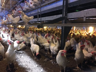 How aisle width in cage-free systems impacts hen welfare