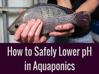 How to Safely Lower pH in Aquaponics