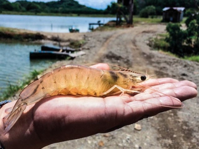 Study challenges farmed shrimp concerns