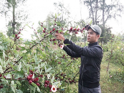 Trồng cây atiso đỏ cho thu nhập khá