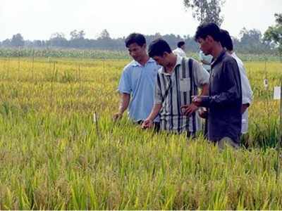 Hau Giang, RoK organisation continue hi-tech farming cooperation