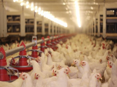 Prebiotic products failed to deliver in broiler study