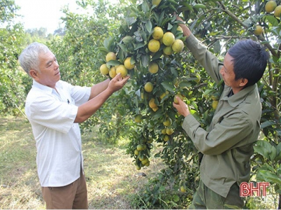 Chủ nhân vườn cam lớn nhất Thượng Lộc chia sẻ bí quyết thu hơn nửa tỷ mỗi năm