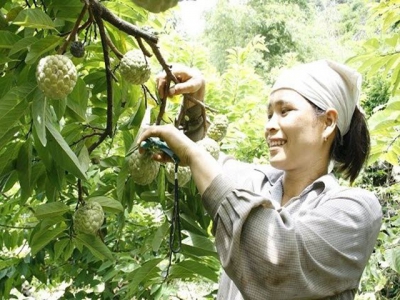 Cây na hợp với đồng đất và loại phân bón không chua