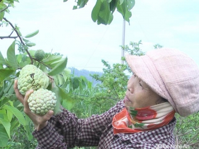 Nông dân Nghệ An ép na ra quả trái vụ, cho thu nhập cao