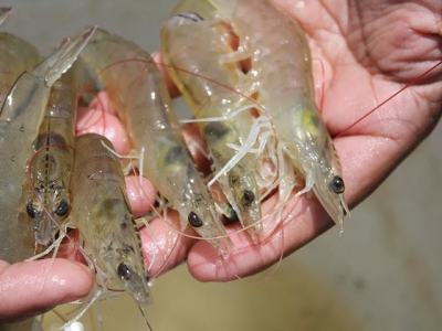 EMS impacts: Disease shifts shrimp supplies, prices, future production