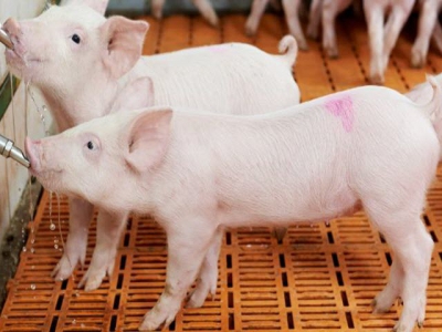 TGE-resistant pigs developed through gene editing
