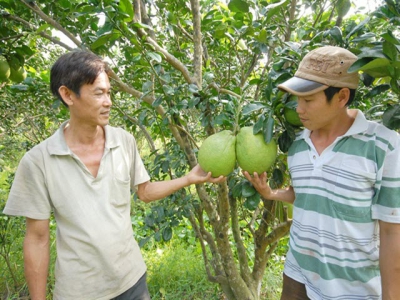 Cải thiện phẩm chất cây có múi