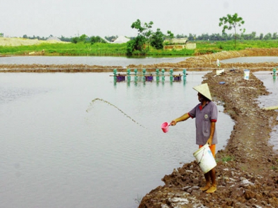 Quản lý đáy ao nuôi hiệu quả