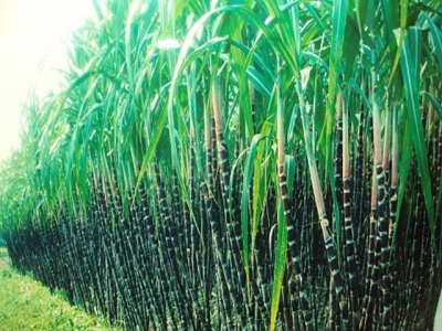 Loosening the ATIGA implement: Sugarcane industry has a way out?