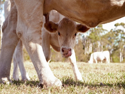 Cows high selenium diets may boost protein transfer to calves