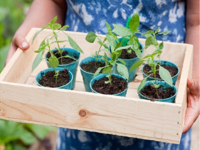 Gardening with less plastic