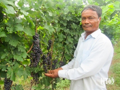 Giống nho rượu NH02-90 (Syrah): Cơ hội phát triển