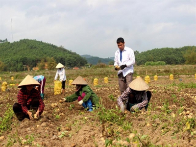 Kỹ thuật bón NPK Văn Điển cho khoai tây