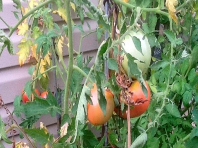 Growing tomatoes in a bacterial wilt area
