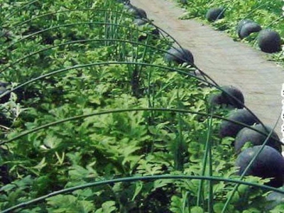 Kỹ thuật trồng dưa hấu đen năng suất vượt trội