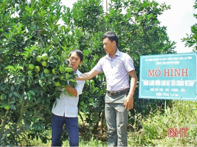 Mát ngọt những vườn cam VietGAP ở Vũ Quang