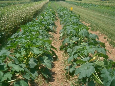 Looking after your Cucurbits