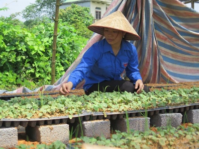 Nữ giám đốc HTX 9X sản xuất cà gai leo, mở ra hướng mới trên vùng đất cằn