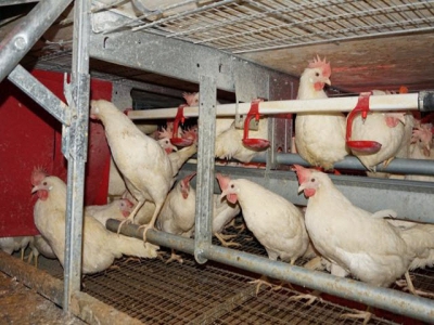 6 cage-free common pitfalls and how to avoid them