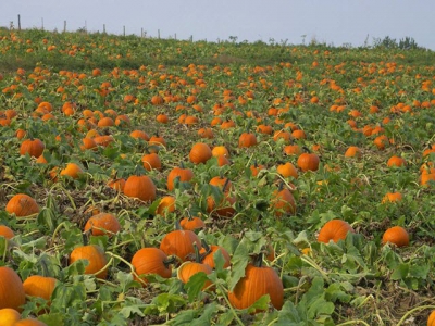 How to fine-tune pumpkin spacing