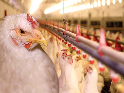 Managing poultry water systems for antibiotic-free flocks