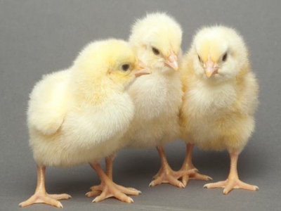 Countering early losses in chick condition