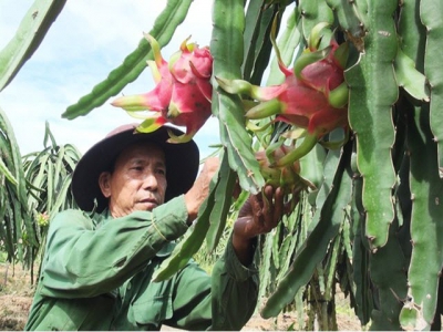 Tiền Giang develops fruit growing areas