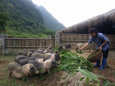 Tea pork farm makes a big hit in Ninh Bình