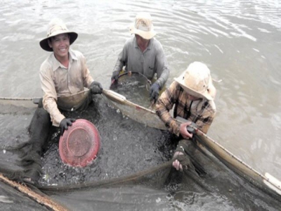 Bình Định shrimp farmers having bumper harvests and getting double the yield