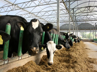 Optimal conditions for modern day dairy cows