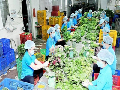 Agricultural cooperatives in HCMC need more support