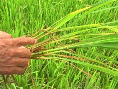 Những dịch bệnh hại cần chú ý trong tuần (từ 6 - 12/11)