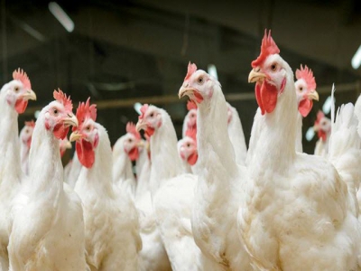 Understanding threats to poultry performance