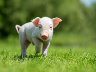 How can the prenatal phase influence the lifelong performance of a pig?