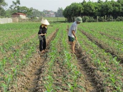 Kỹ thuật bón phân Văn Điển cho cây ngô