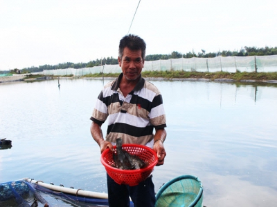 Thành công từ nuôi cá mú