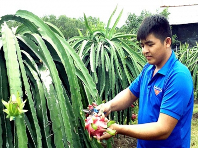 Cách trồng thanh long ruột đỏ an toàn