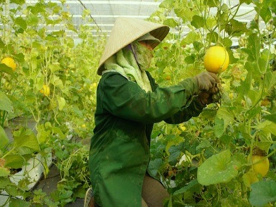 Central Da Nang city eyes hi-tech farms