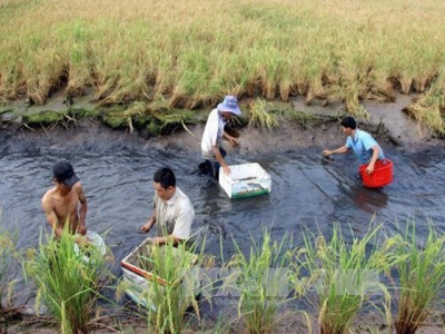 Cà Mau rice farmers set for bumper prawn harvest