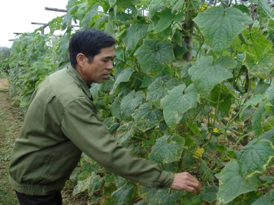 Luong Son districts agricultural economy changes after five-year restructuring