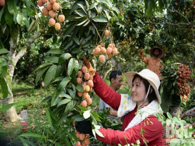 Bac Giang maintains 28,000 hectares of lychee cultivation in 2019