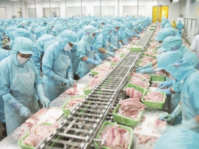 Pangasius export: towering price but no longer unique position