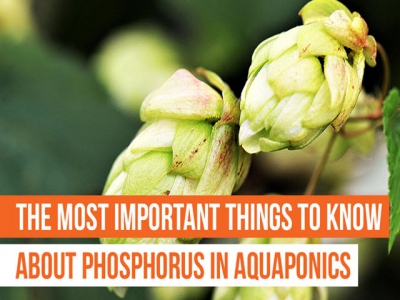 The Most Important Things To Know About Phosphorus