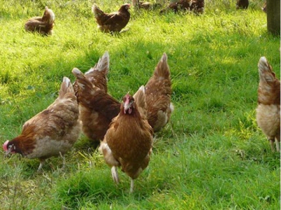 European project set to improve hen welfare