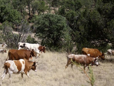 Arid lands ranching focus of high-tech project