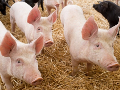 Study: Fasting on the day of weaning improves piglet performance in subsequent weeks