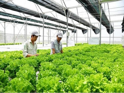 Japanese firms increase investment in Vietnams agriculture