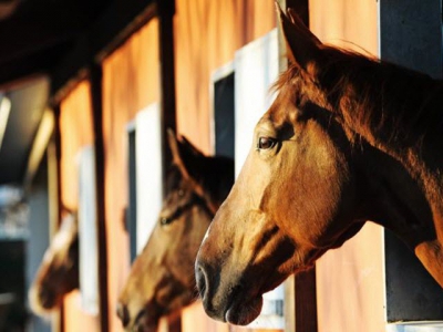 Prebiotics may do more harm than good in horses