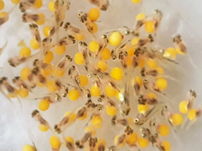 Colombia welcomes fresh tilapia strain